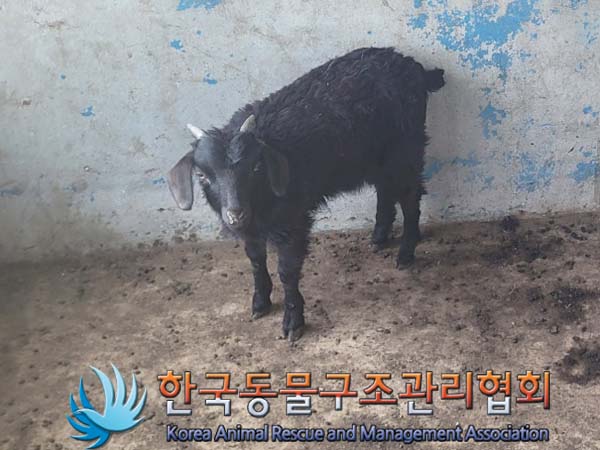 종료(반환) 흑염소…