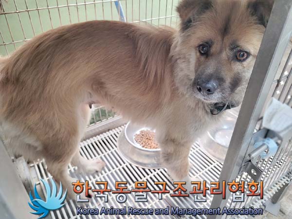 종료(반환) 믹스견…