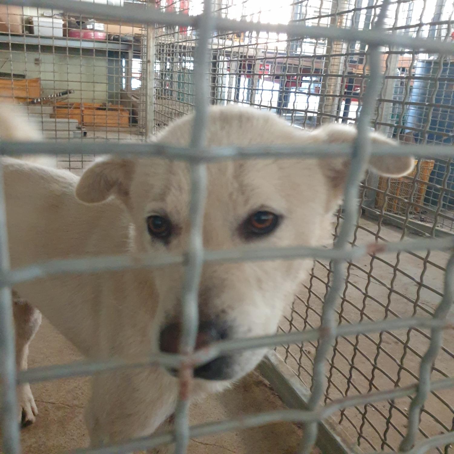 남양동물보호센터_441553202401403