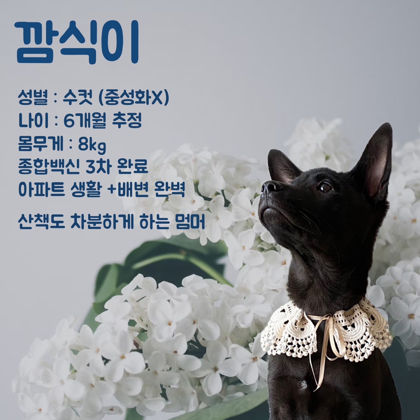 성주유기동물보호센터_447521202400150