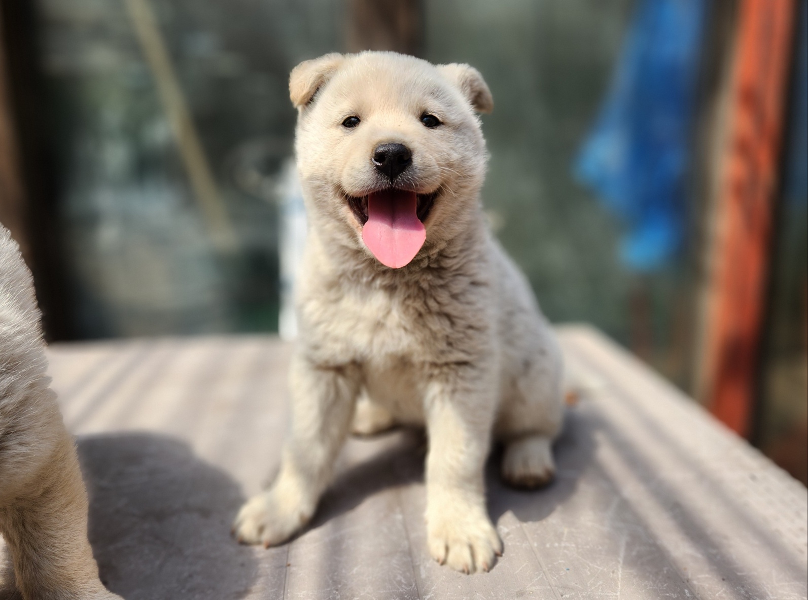 광주TNR동물병원초월_441554202400690