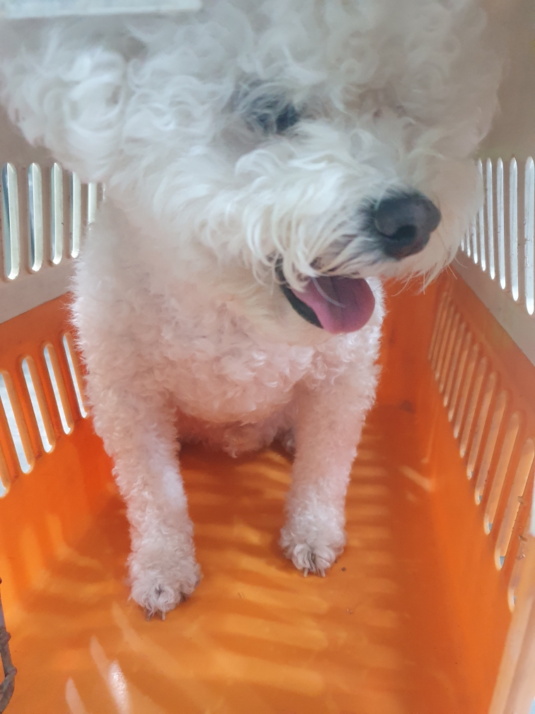 종료(반환) 비숑 …