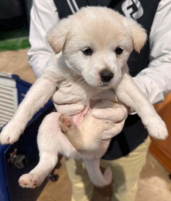 광양시 임시보호소_446484202400326