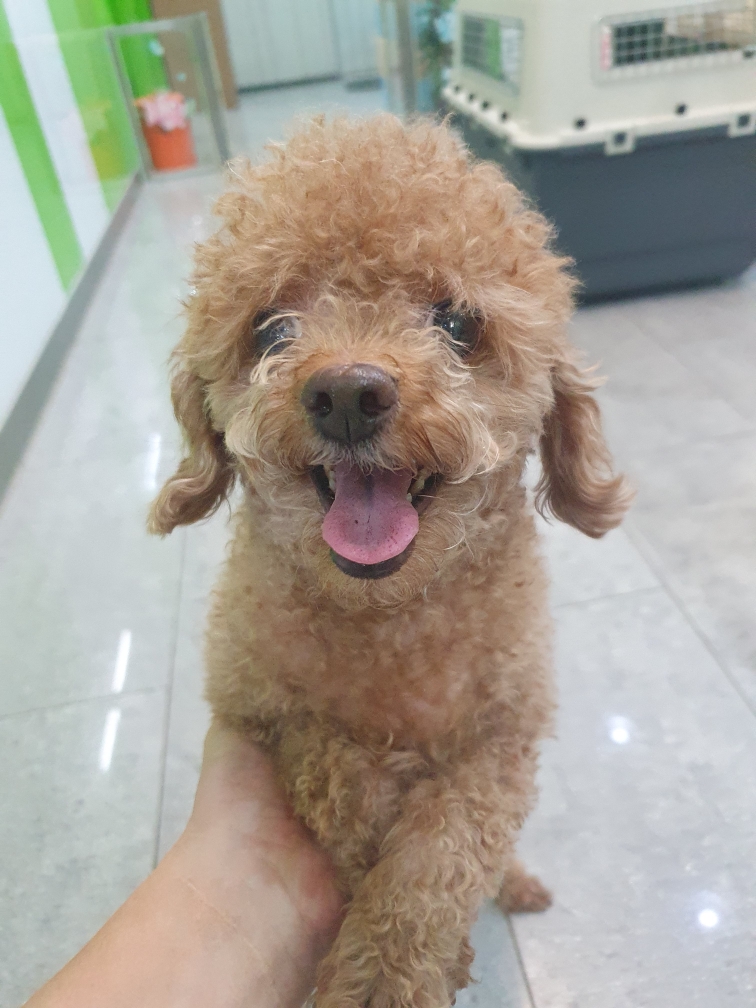 펫앤쉘터동물병원_441378202400278