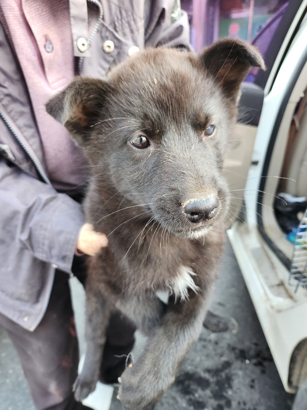 예산동물보호센터_444461202400179