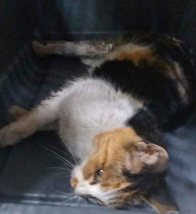 대구유기동물보호협회_427347202400265