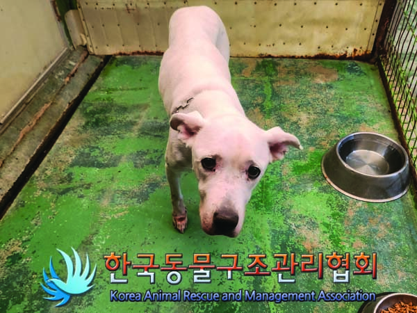 종료(안락사) 믹스…
