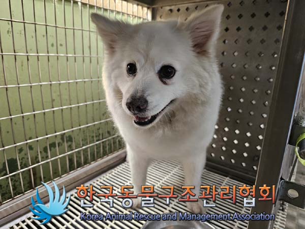 종료(반환) 스피츠…