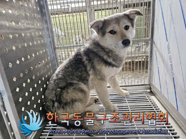 한국동물구조관리협회_441560202400411