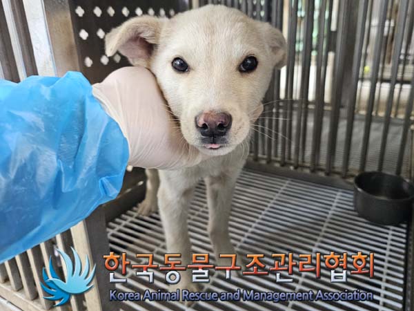 한국동물구조관리협회_441406202400589