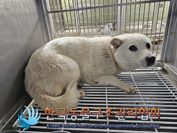 한국동물구조관리협회_441560202400410