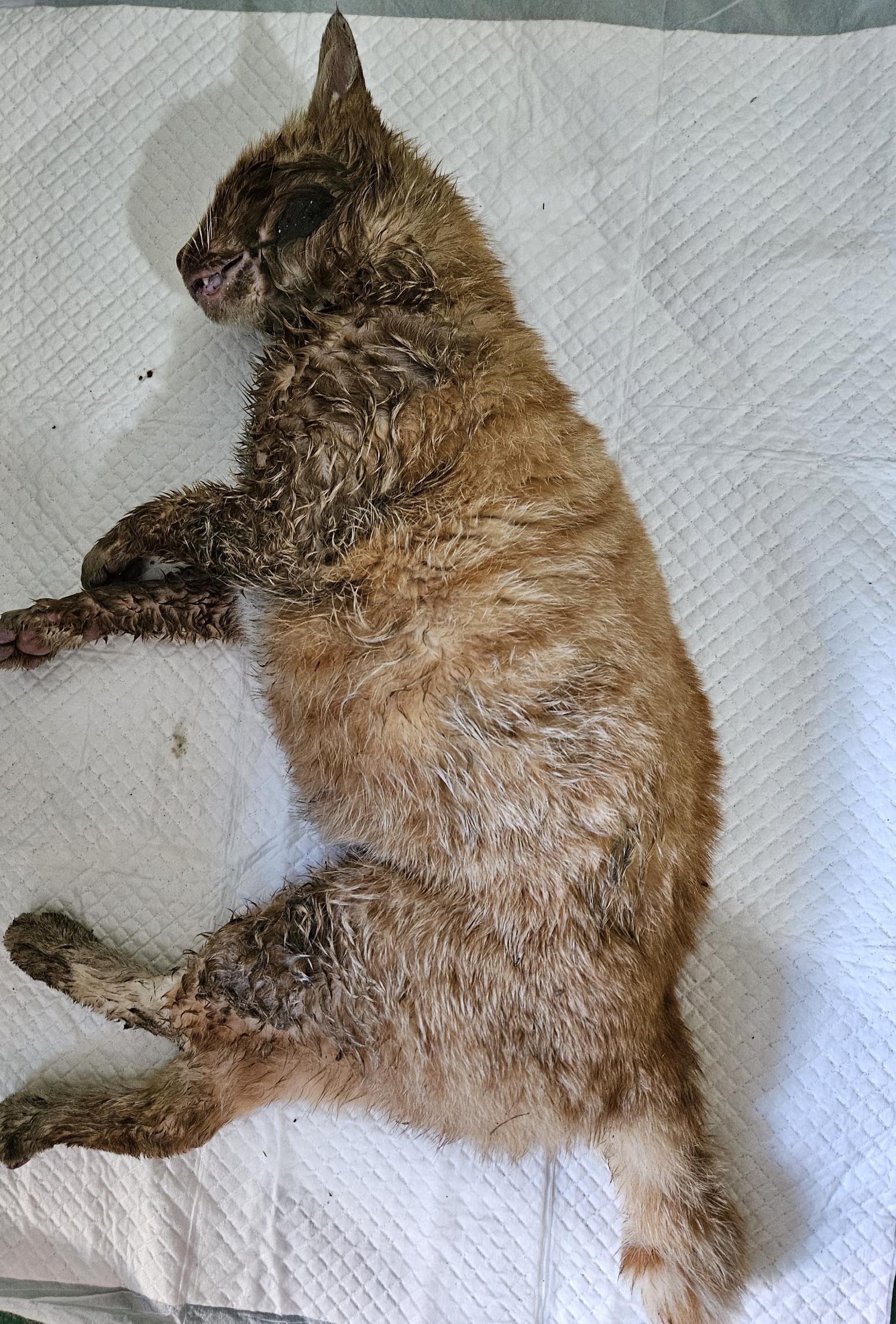 대구유기동물보호협회_427345202400155
