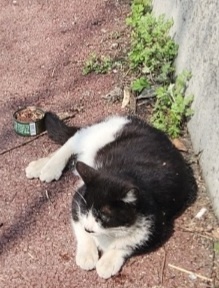 하남동물보호센터_441404202400169