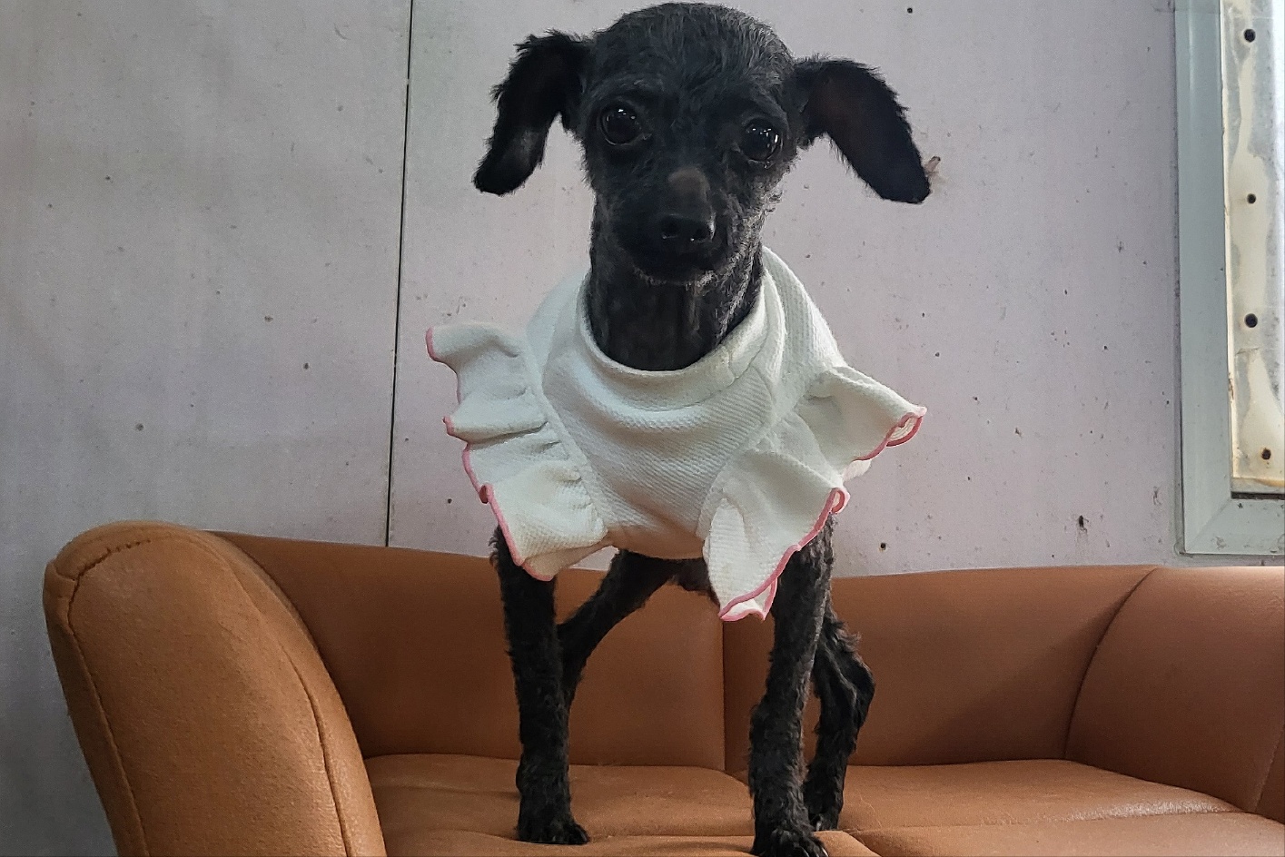 밀양시 동물보호센터_448536202400600