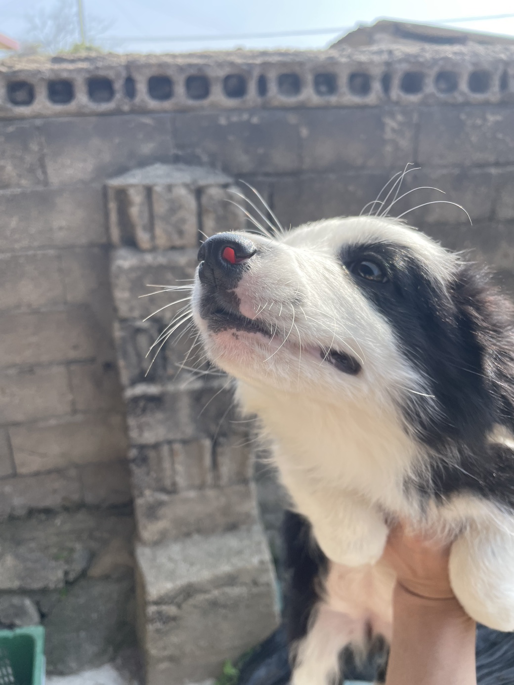 희망동물보호소_445478202400118