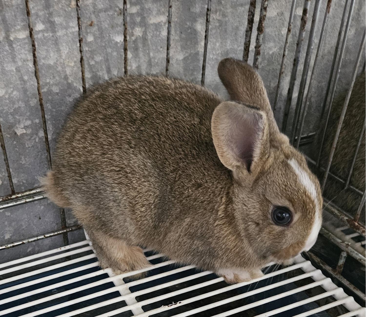 대구유기동물보호협회_427347202400269