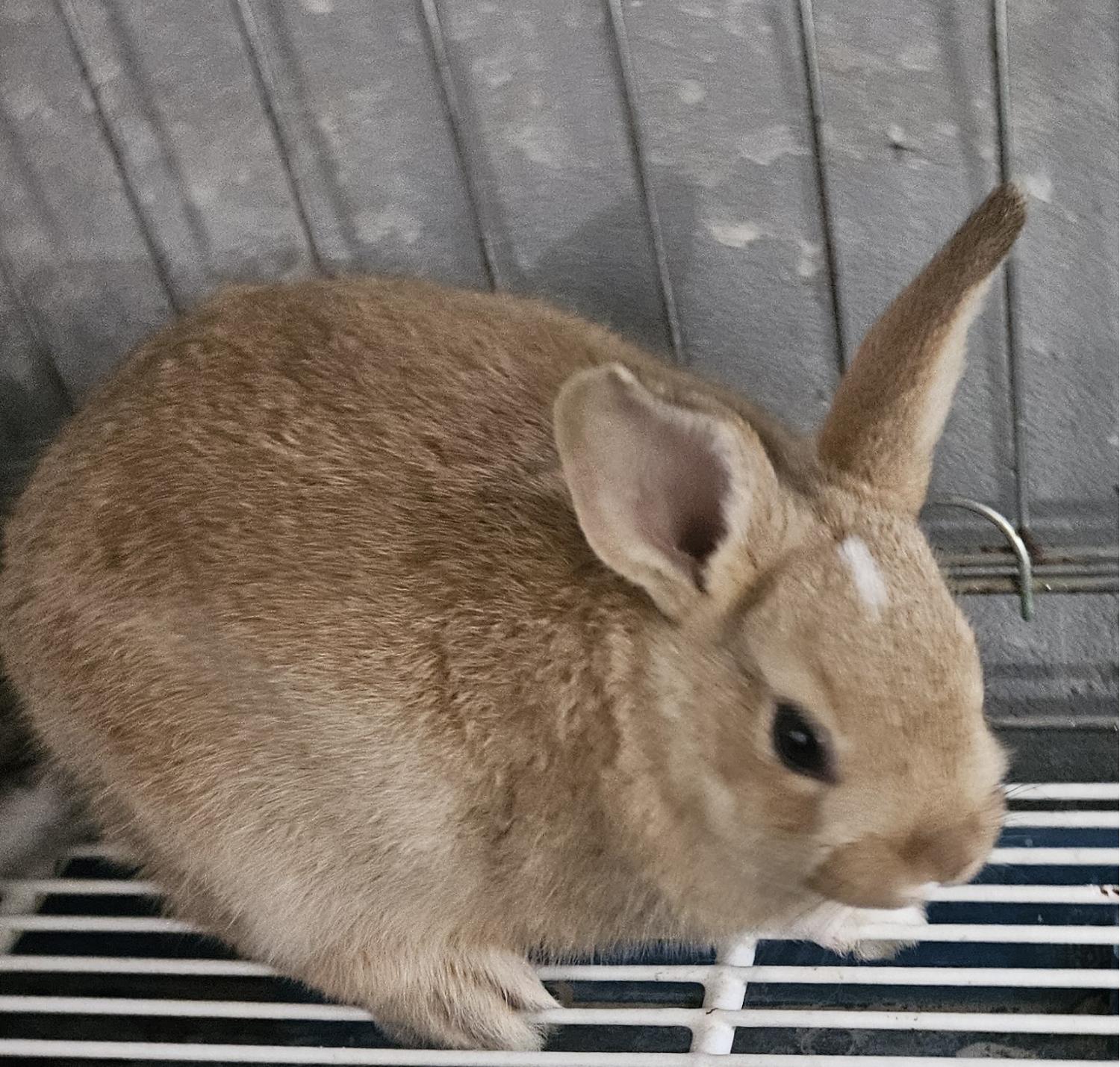 종료(입양) 토끼의…