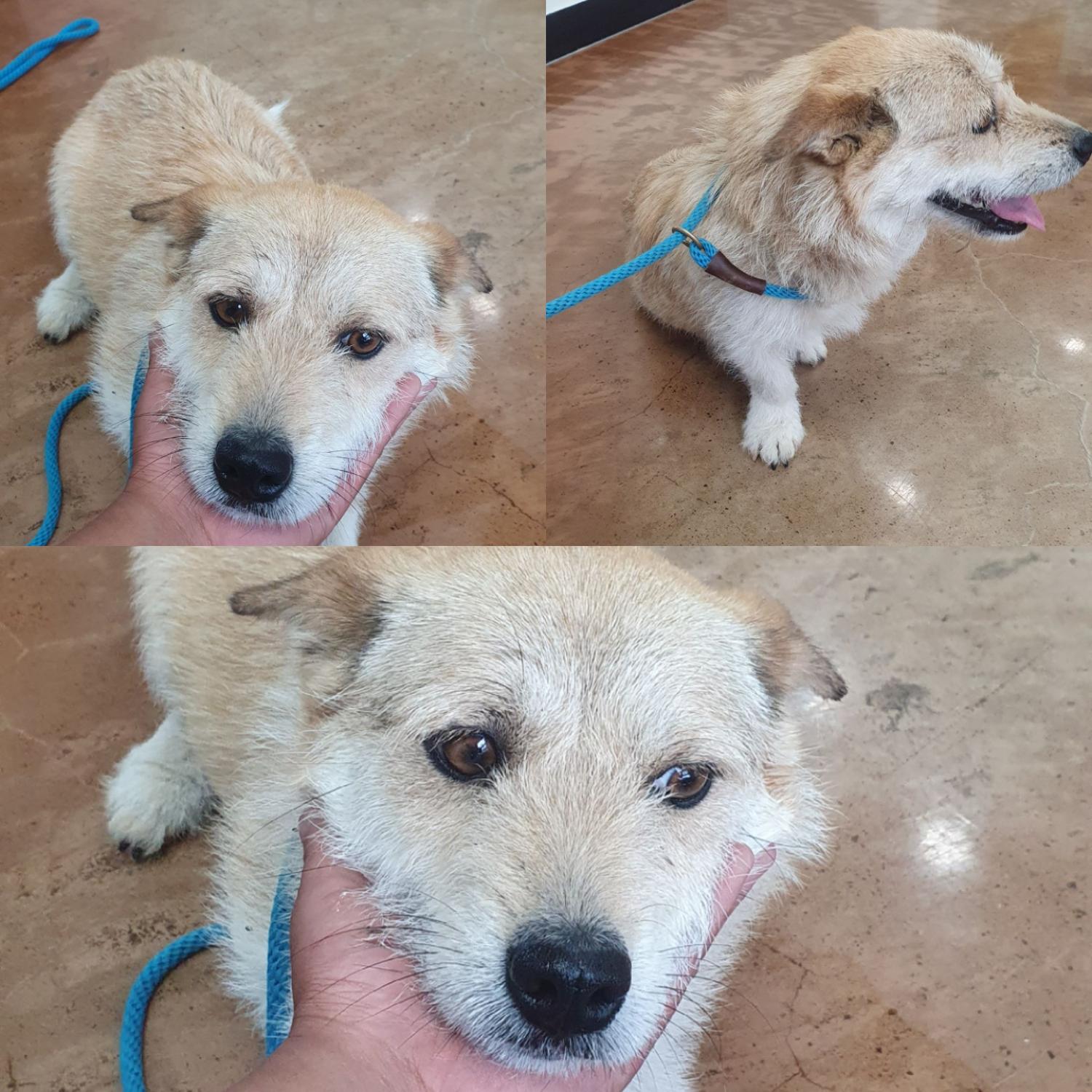 경주동물사랑보호센터_447505202400328
