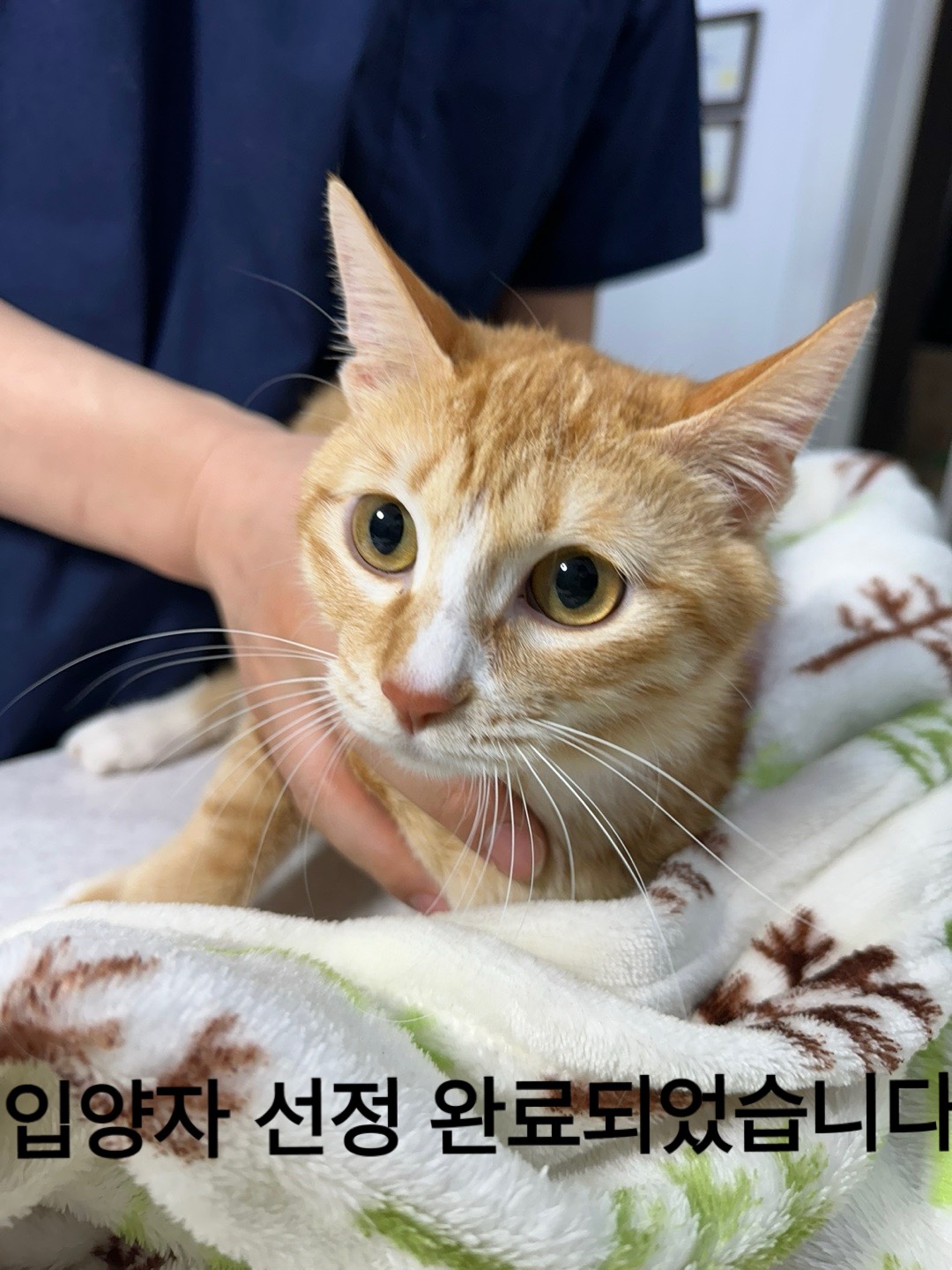 종료(입양) 한국 …
