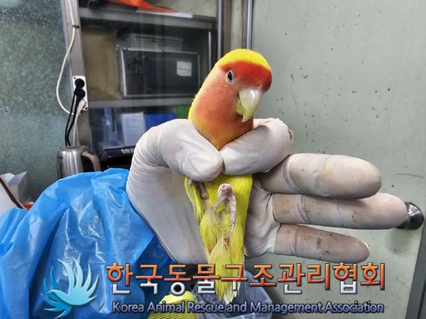 종료(반환) 앵무새…