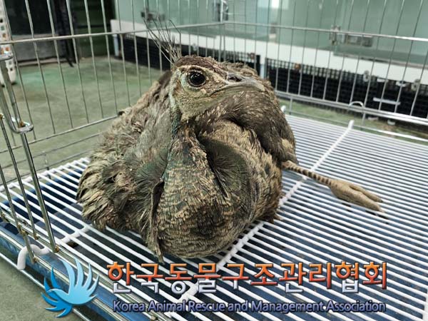 한국동물구조관리협회_441559202400319
