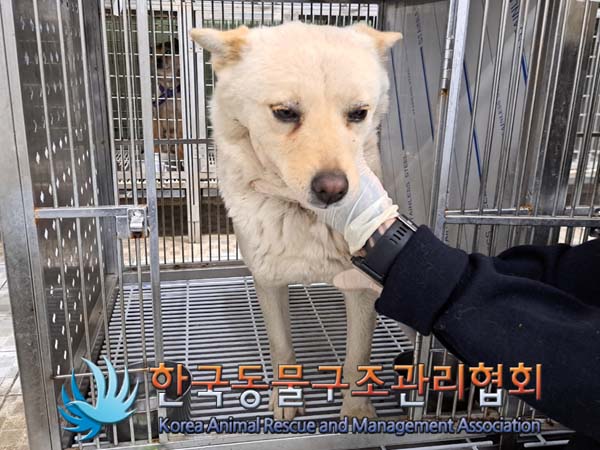 종료(안락사) 믹스…