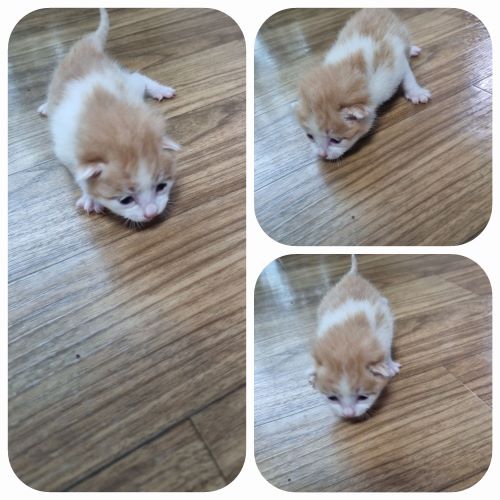 부안군 동물보호센터_445479202400219