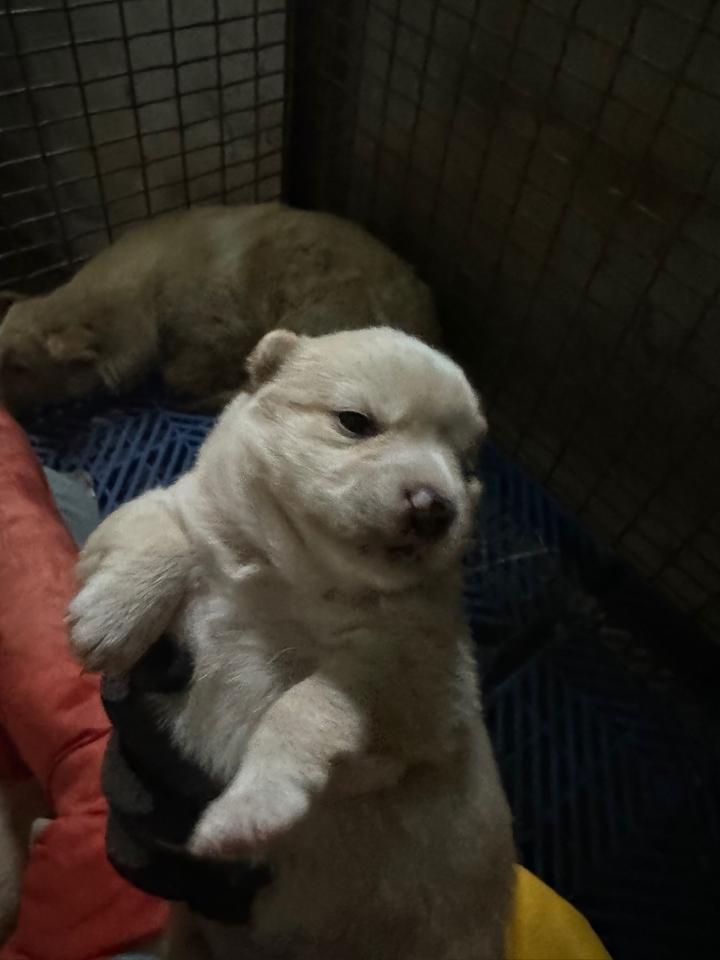 남해군유기동물보호소_448543202400113