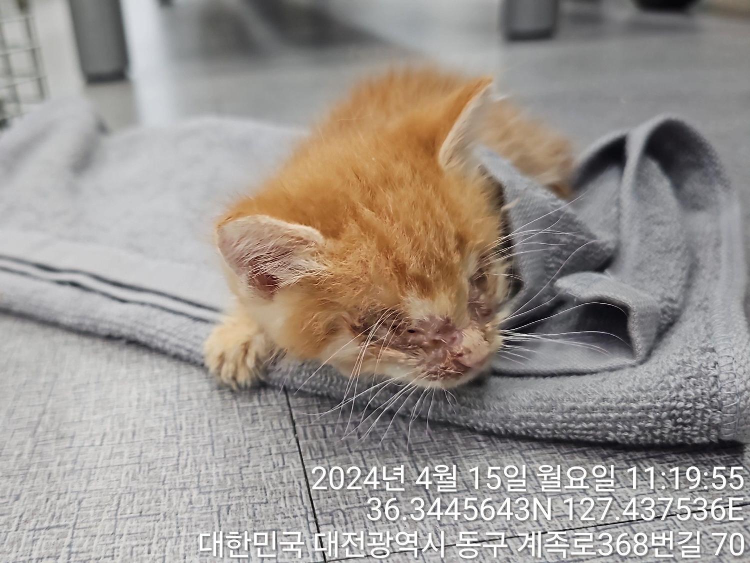 대전동물보호센터_430364202400093