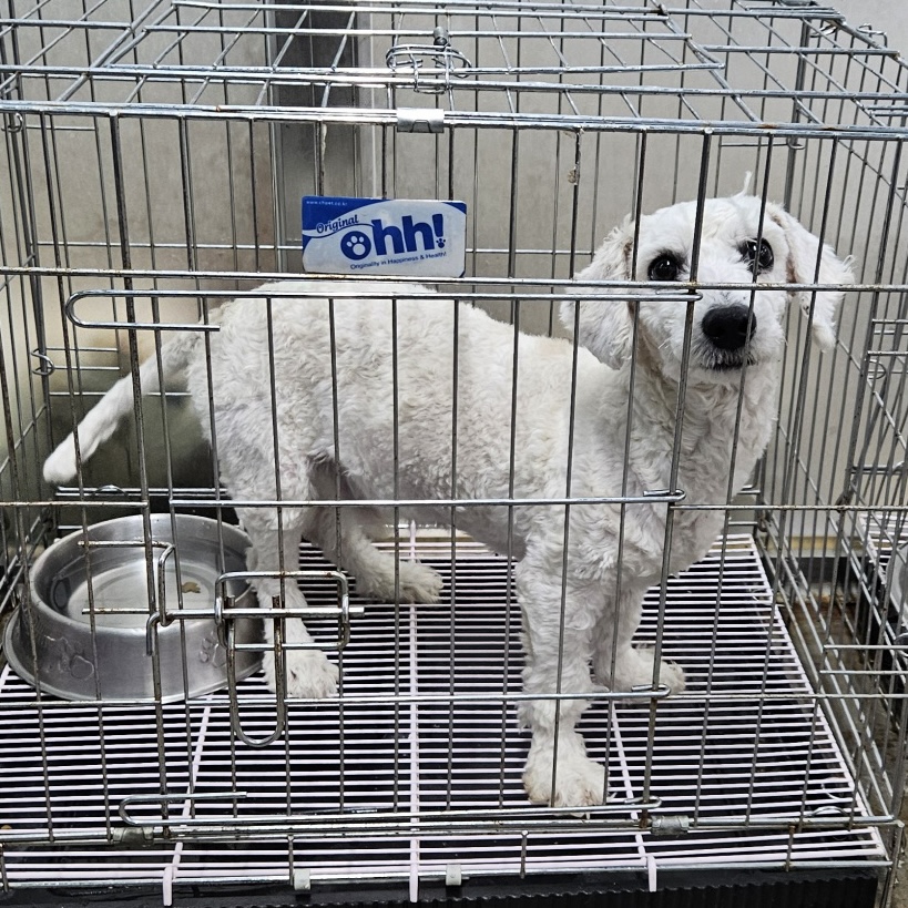통영시동물보호센터_448533202400246