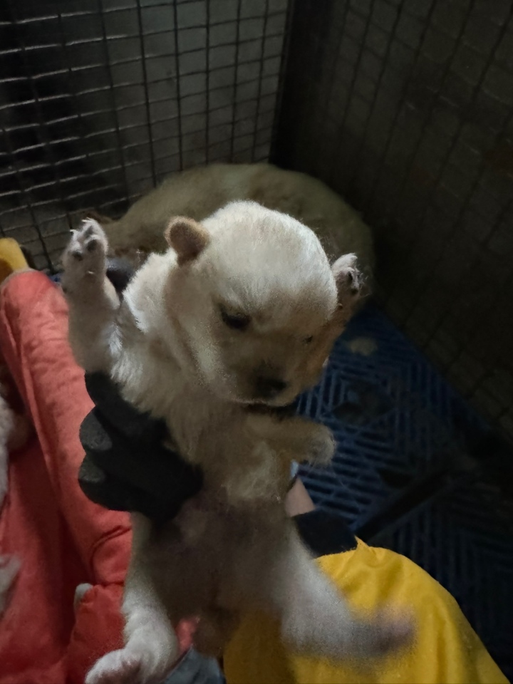 남해군유기동물보호소_448543202400114