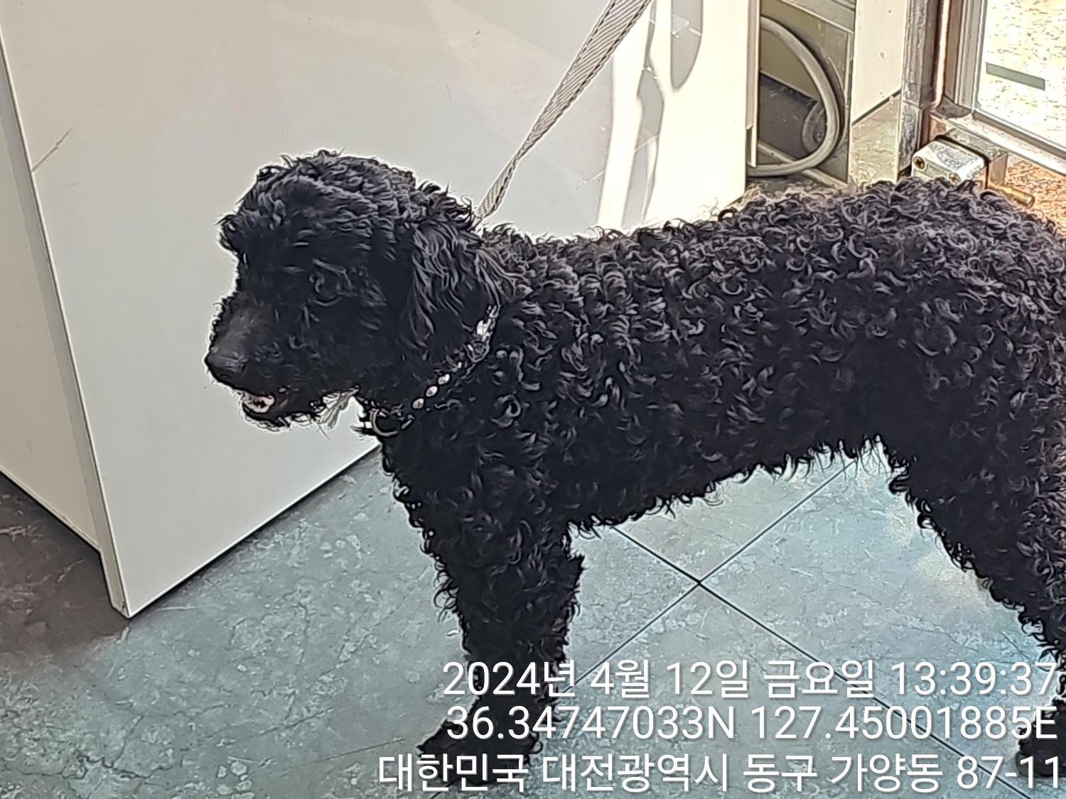대전동물보호센터_430364202400090