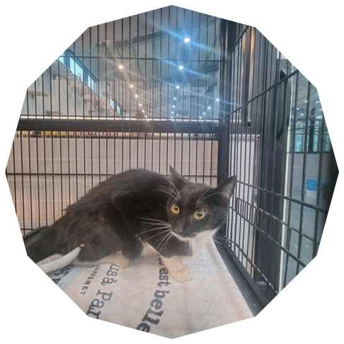 군산유기동물보호센터_445467202400629
