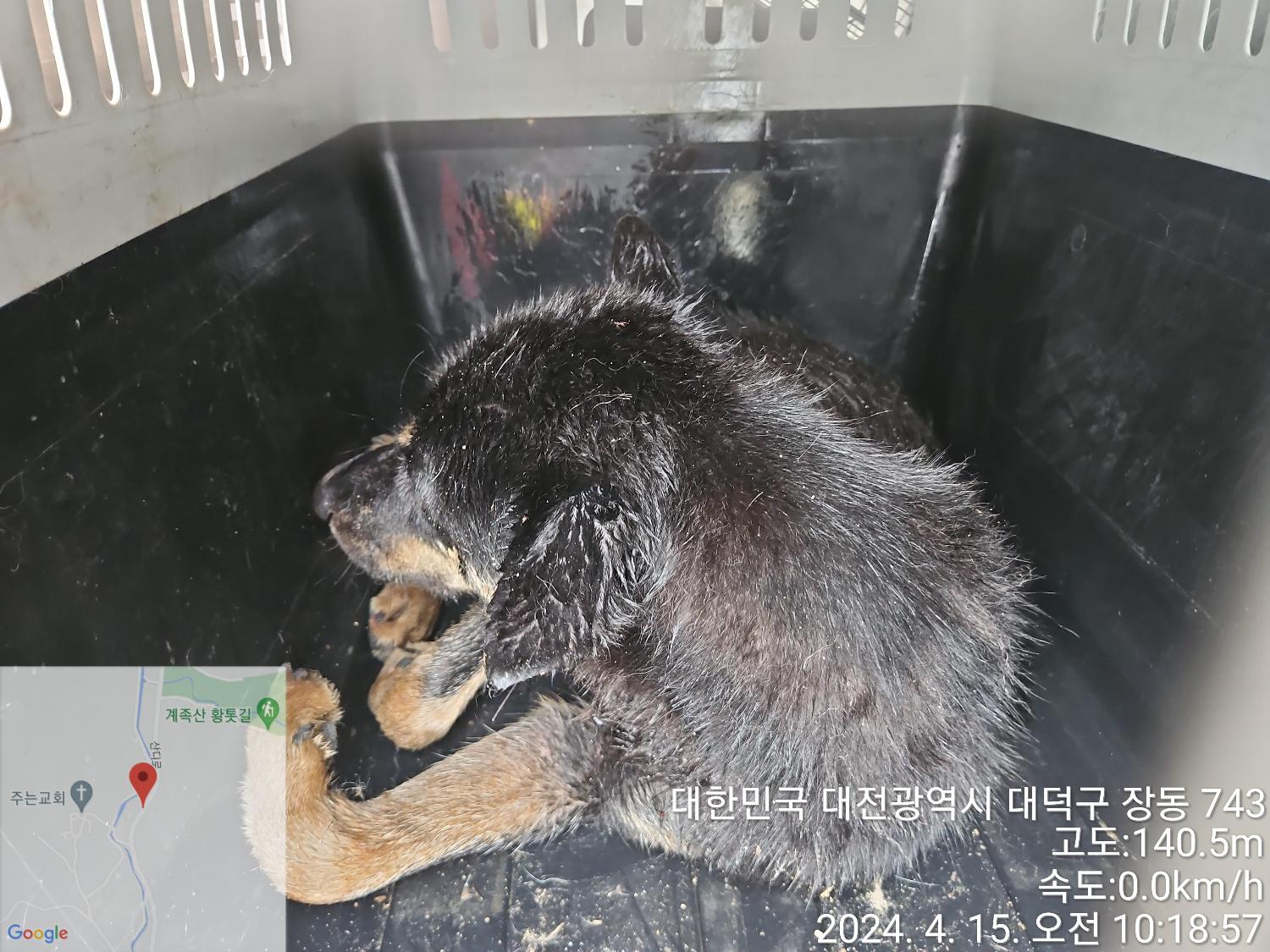 대전동물보호센터_430368202400070