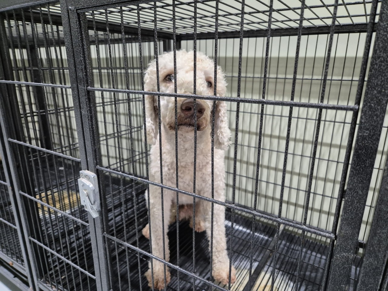 남양주시동물보호센터_441399202401051