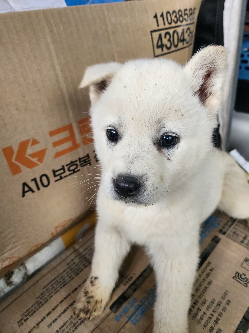 금일동물보호센터_444460202400184