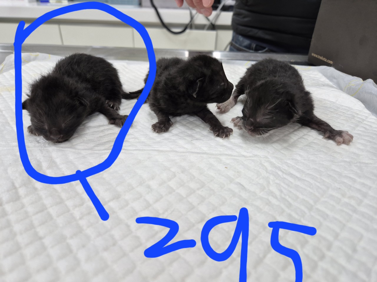 남양주시동물보호센터_441399202401052