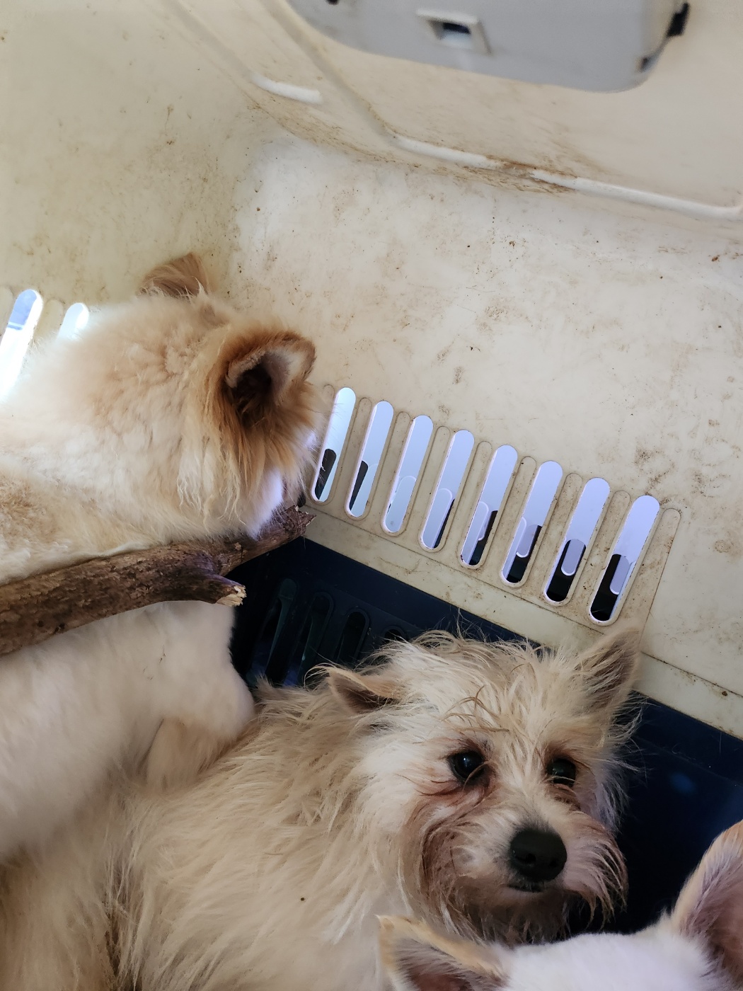 예산동물보호센터_444461202400302