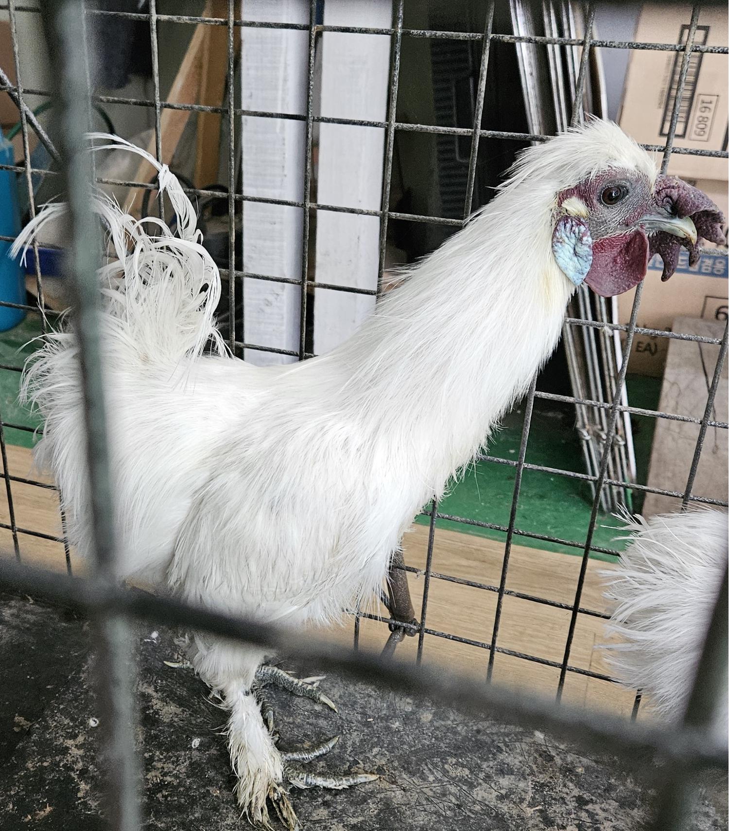 대구유기동물보호센터_427342202400340