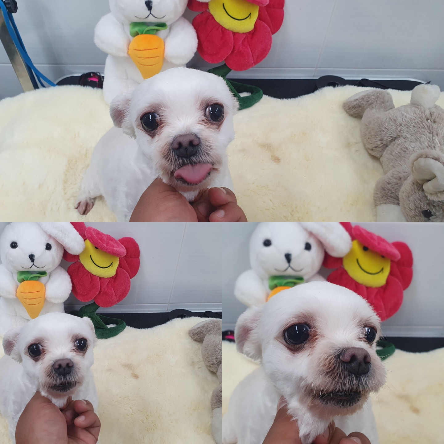 경주동물사랑보호센터_447505202400330