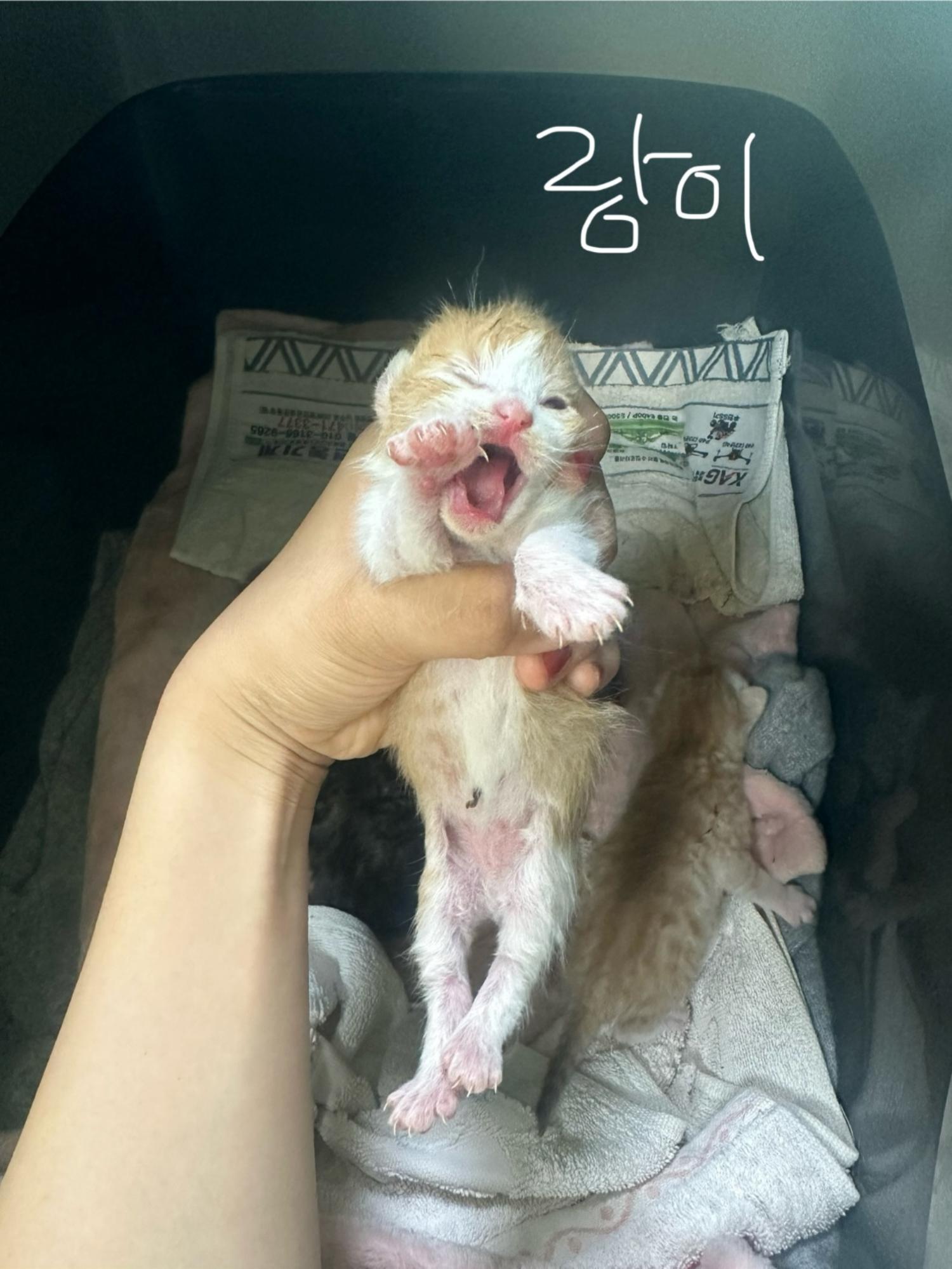 유기동물 삼호 보호소_446494202400262