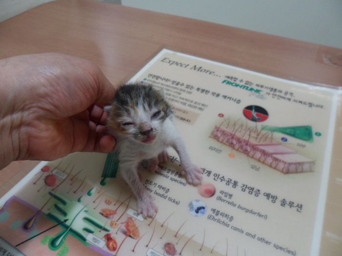 강현림동물병원_411314202400268