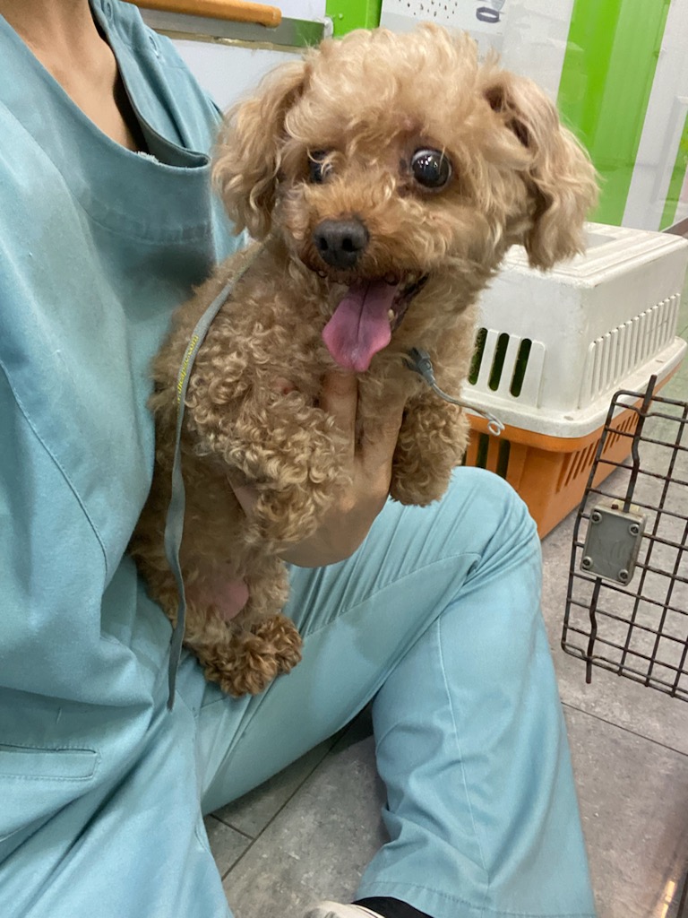 펫앤쉘터동물병원_441378202400314