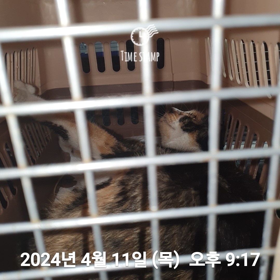 종료(안락사) 한국…