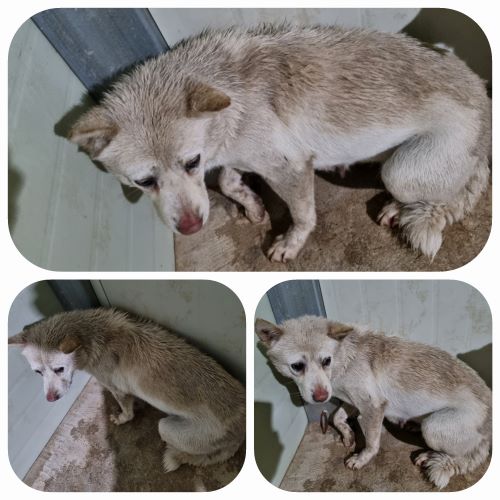 부안군 동물보호센터_445479202400225