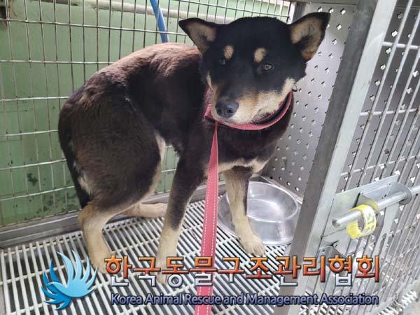 한국동물구조관리협회_441406202400598