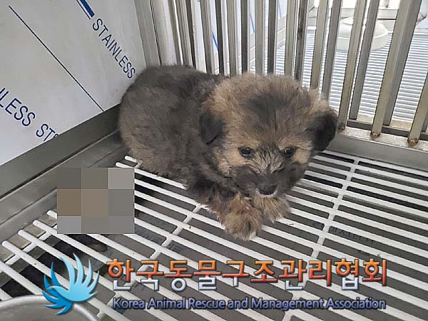 한국동물구조관리협회_441414202400230