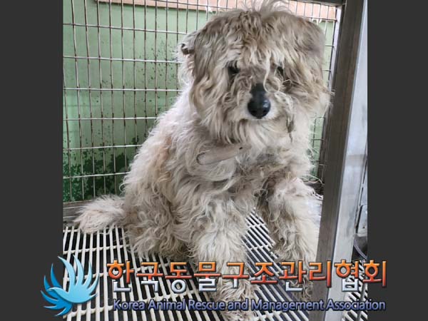 종료(안락사) 믹스…