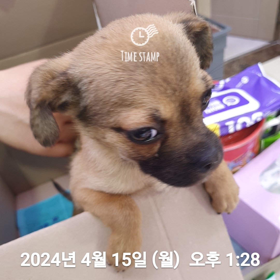 울산유기동물보호센터_431369202400181