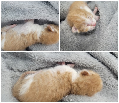 보호중 한국 고양이…